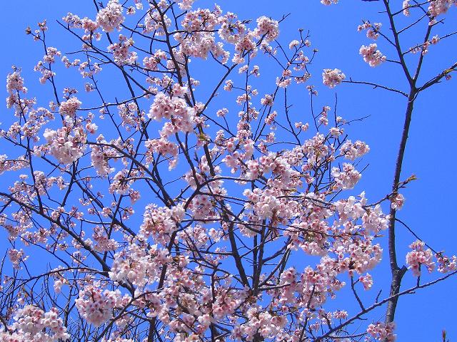 今日の写真－鶴岡八幡宮の桜－_c0047256_172842100.jpg