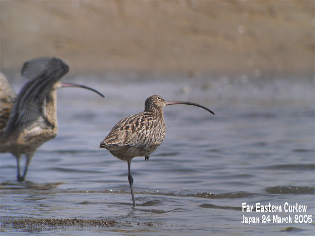 ホウロクシギ 1　Far Eastern Curlew1_c0071489_1443649.jpg