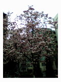 桜？_a0012728_181899.jpg