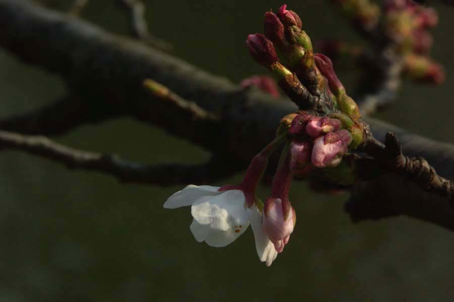 桜の開花宣言_c0027368_22133539.jpg