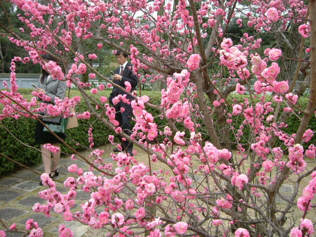 桜咲く　春のひととき_b0055171_2241146.jpg