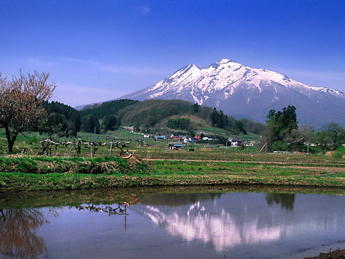 アップルロード 桜と岩木山 壁紙自然派