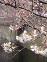 ＊お姉ちゃんのウェディング＊　　2005,4,2_a0030038_0165544.jpg