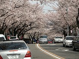 もうすぐ５００本の桜が満開！リニモ発着点藤が丘（愛・地球博こぼれ話６）_d0012252_17301959.jpg