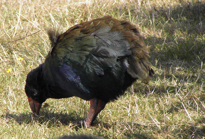 ニュージーランドの鳥 1 タカヘ 私の見た自然 ニュージーランドの鳥 1 タカヘ 私の見た自然