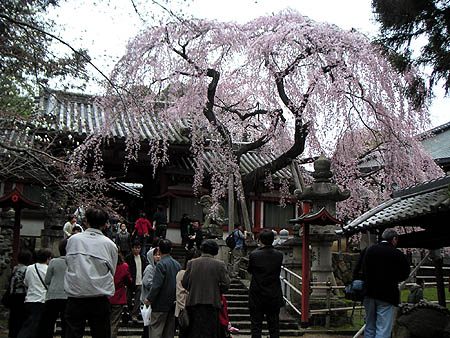 氷室神社の枝垂桜_b0008289_2153577.jpg