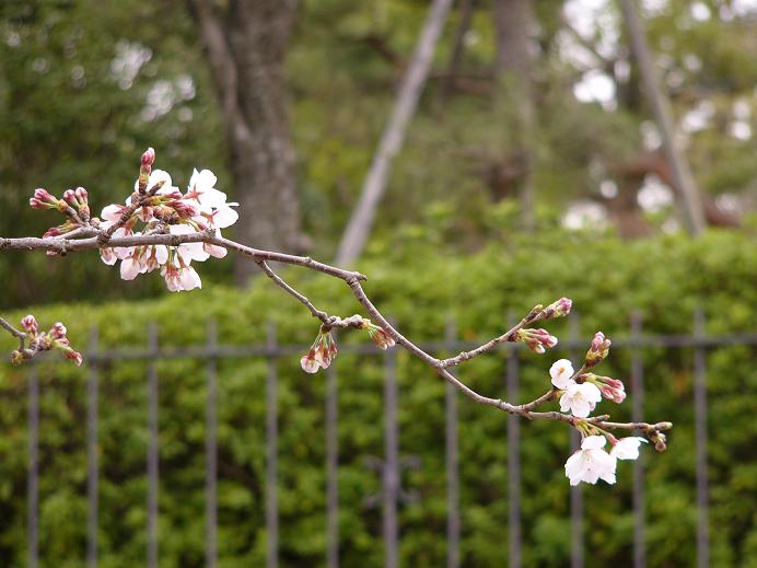 昼間の桜_d0009197_20524758.jpg