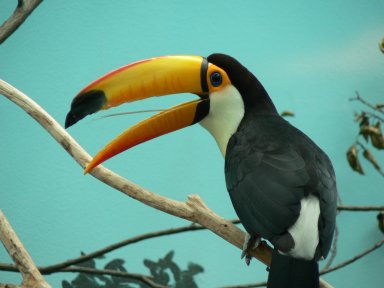 いしかわ動物園 南国っぽい鳥 のとツーリズム Blog