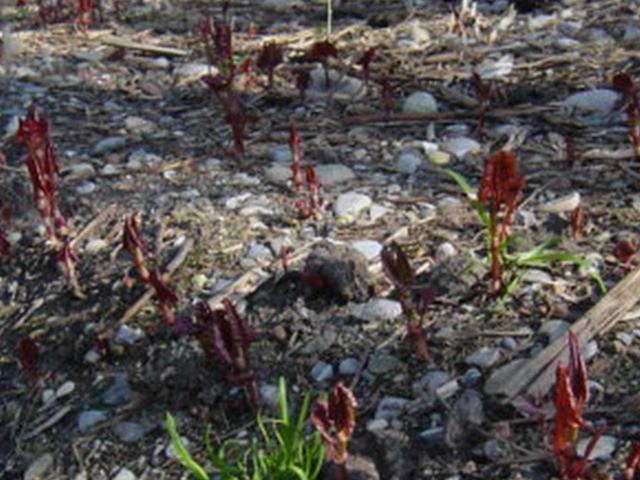 c0047812_17544388.jpg