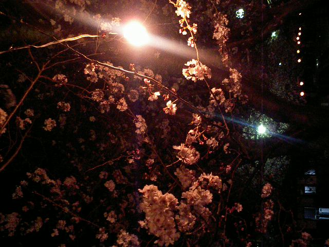 夜桜_c0046535_22475457.jpg