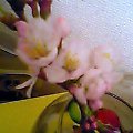 c0013343_10211039.jpg