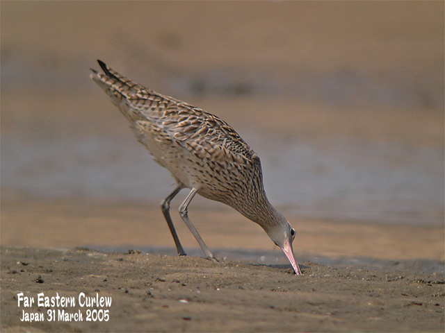 ホウロクシギ 1　Far Eastern Curlew1_c0071489_0223626.jpg