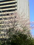 2005/04/05 連年より桜が遅いです。_c0035904_1185045.jpg