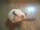 タカタカ→ドドドドド_c0006826_7161349.jpg