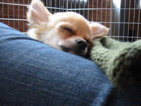 Leg-warmer..._c0052933_7125768.jpg