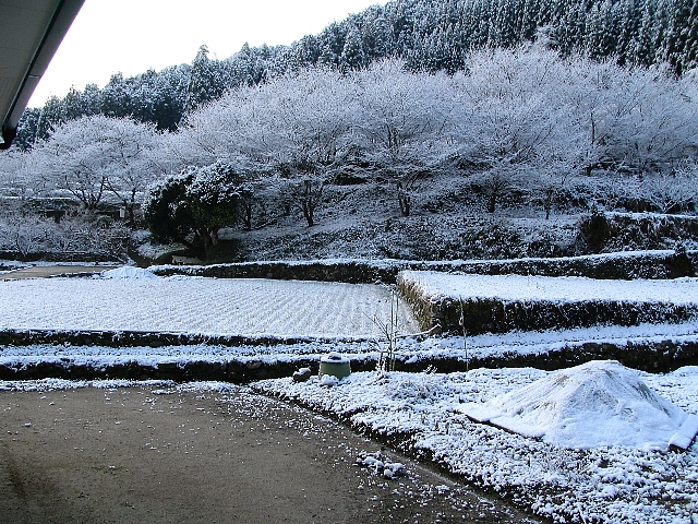 東陽村の花 永安寺サクラ_b0052741_20553552.jpg