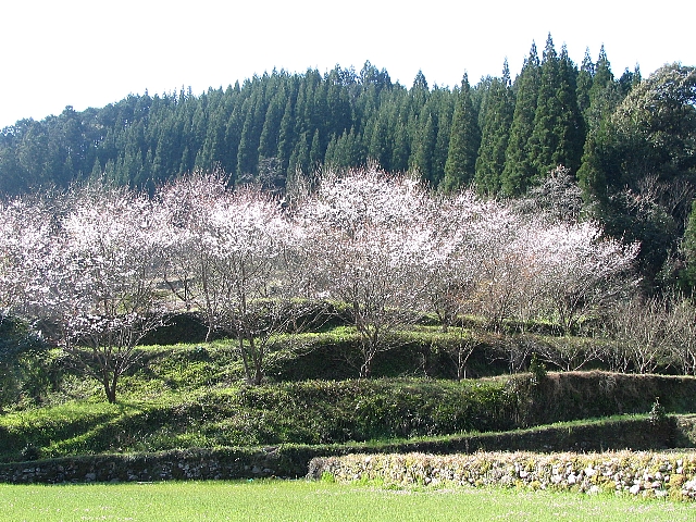 東陽村の花　永安寺サクラ_b0052741_20563090.jpg