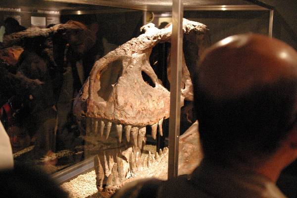 恐竜博2005・・・スコッティ（T-Rex) の頭骨_a0009142_0404684.jpg