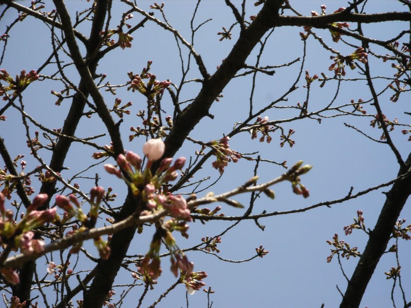 桜ちゃん、咲き始めましたね。_b0044448_2246063.jpg