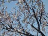 桜♪_b0046148_22582228.jpg