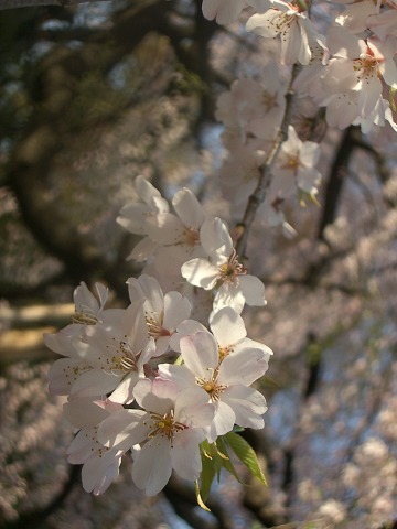 Weeping Cherry blossoms_d0018656_1935999.jpg