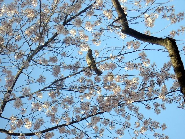 Weeping Cherry blossoms_d0018656_20323469.jpg