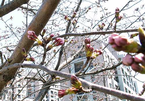 今日の桜_c0011365_11541366.jpg