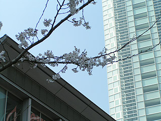 桜、桜、桜・・・・_b0056983_1113944.jpg