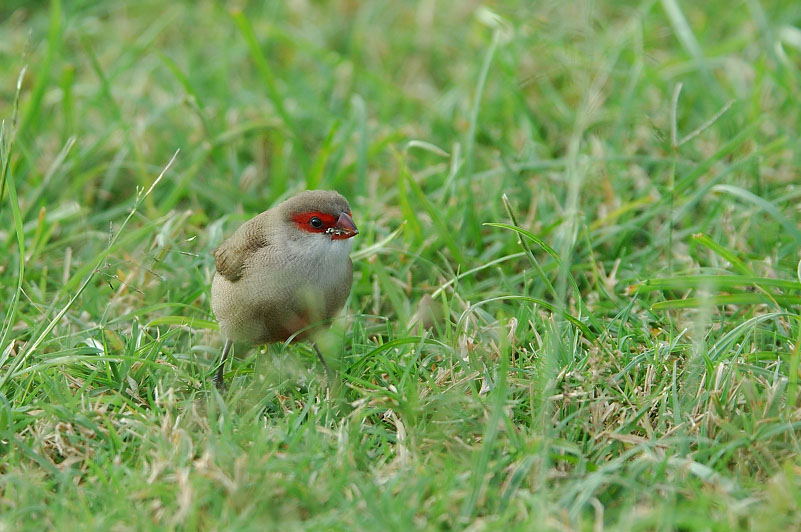 オナガカエデチョウ_c0034787_8262734.jpg