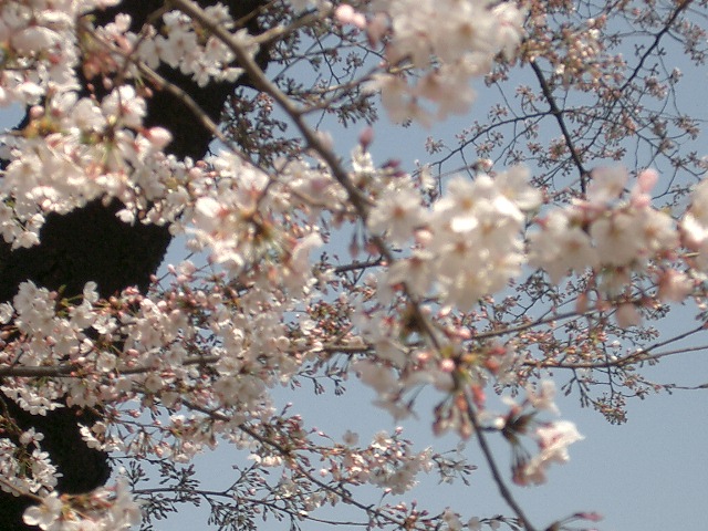 近所の桜の今日。_d0014697_18255936.jpg