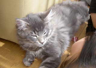 b0065499_1821235.gif