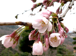 今日の桜_c0037204_20151023.jpg