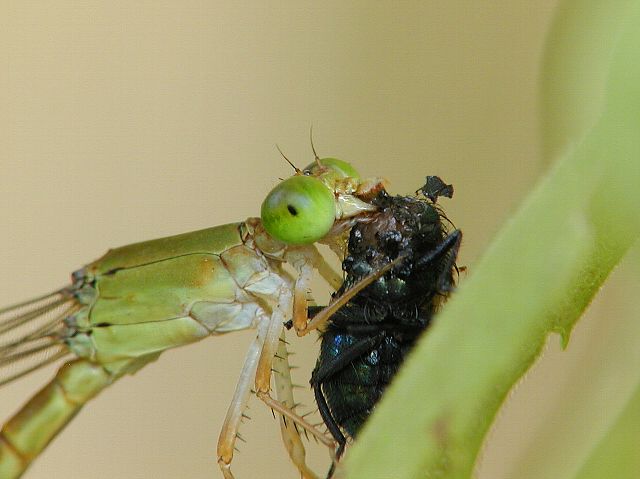 ハエを食べるベニイトトンボ_d0010008_13283852.jpg