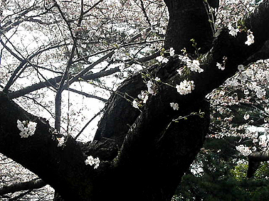 桜前線通過中。_a0022014_10284134.jpg