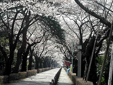 桜前線通過中。_a0022014_10285454.jpg