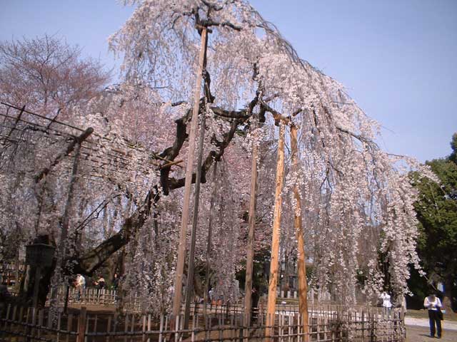 『伏姫桜（ふせひめざくら）』　ｔａｋｔａｎ妻作品_b0061343_22432495.jpg