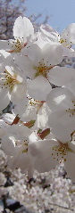 花、桜_c0069456_22124761.jpg