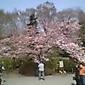 お花見　ａｔ　神代植物公園_b0041162_22172590.jpg