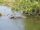 Everglades National Park_b0059565_518678.jpg