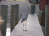 Everglades National Park_b0059565_535812.jpg