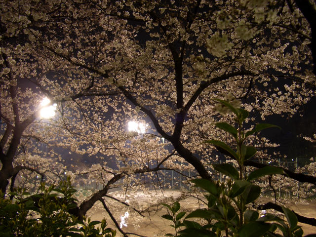 春の夜、桜を愛でながら_c0029165_23421232.jpg