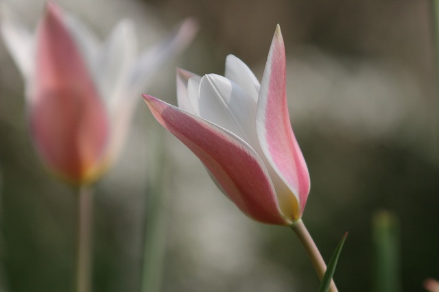 園内のはな・花・華_b0044567_1541042.jpg