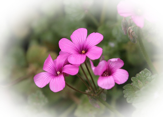 園内のはな・花・華_b0044567_20346.jpg