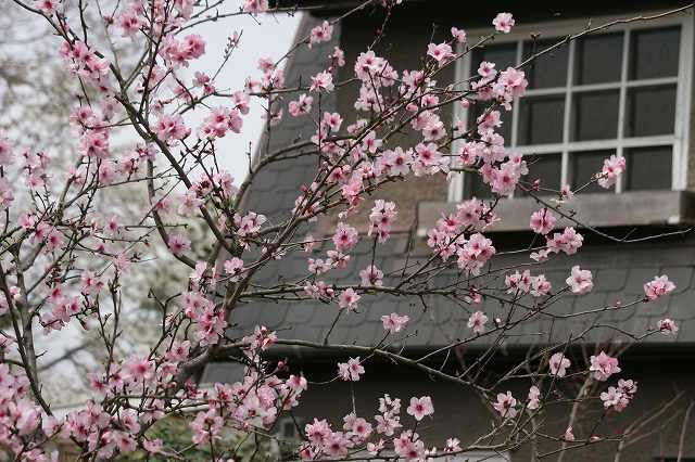 園内のはな・花・華_b0044567_244292.jpg