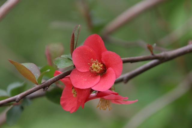 園内のはな・花・華_b0044567_27358.jpg