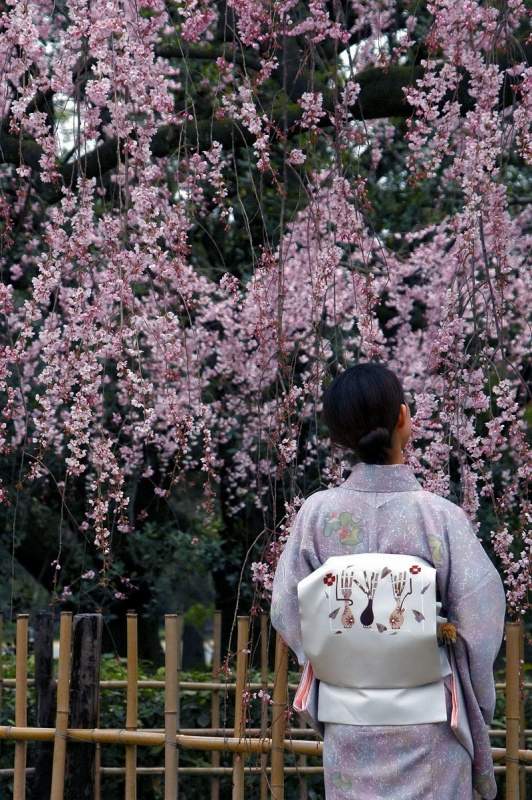 御所と植物園と平野神社_c0032373_12131990.jpg