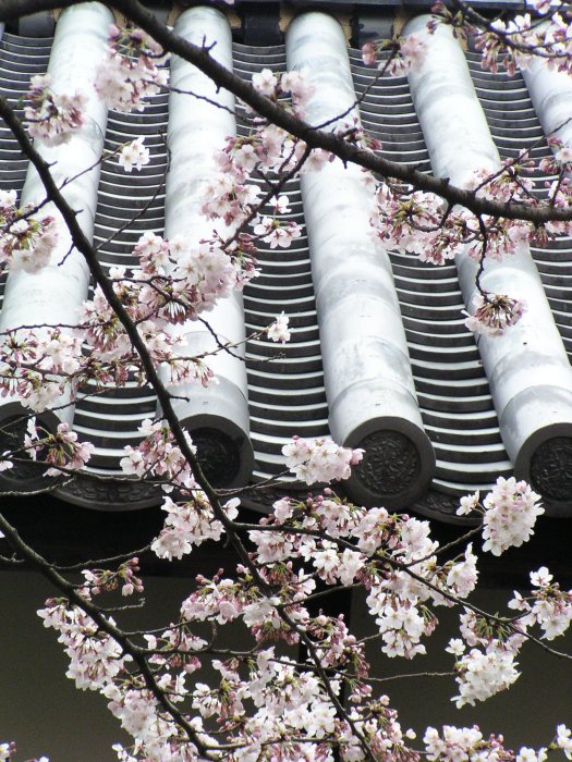 舞鶴公園、しだれ桜も満開☆_b0048784_20515662.jpg