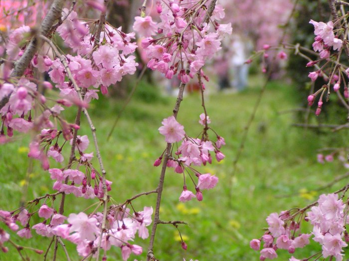 舞鶴公園、しだれ桜も満開☆_b0048784_20521671.jpg