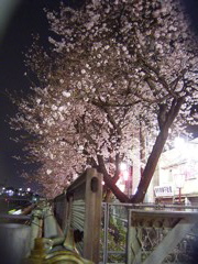 夜桜_c0002390_002790.jpg