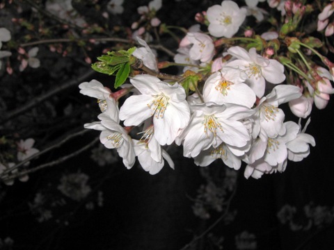 目黒川・夜桜の顔_d0019995_2345389.jpg